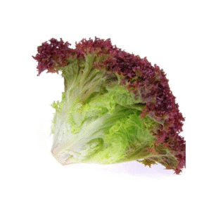 Laitue frisée rouge