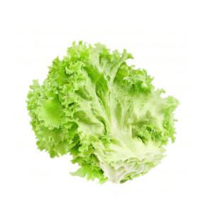 Laitue frisée verte